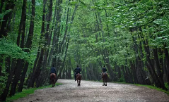 پیمایش جنگل های سینوا تا مرداب هسل